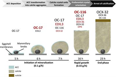 Evolution of the Avian Eggshell Biomineralization Protein Toolkit – New Insights From Multi-Omics